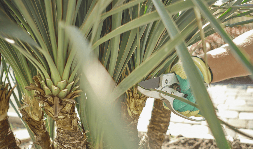 PALM TREE TRIMMING
